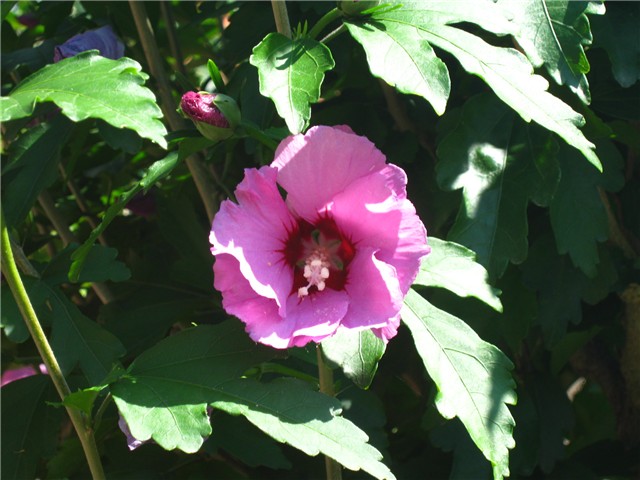 hibiskus